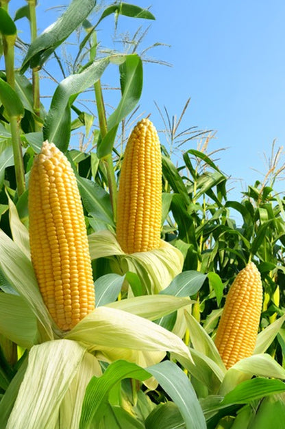 Sweetcorn Golden Bantam Vegetable Seeds