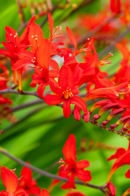 Crocosmia Lucifer