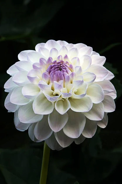 Dahlia Ball Eveline
