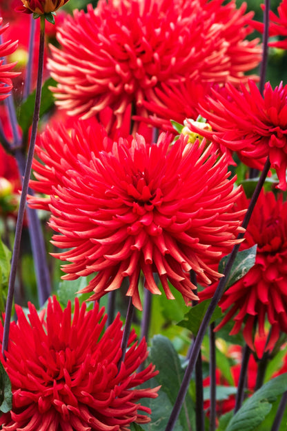 Dahlia Cactus Bergers Record (1 Bulb)