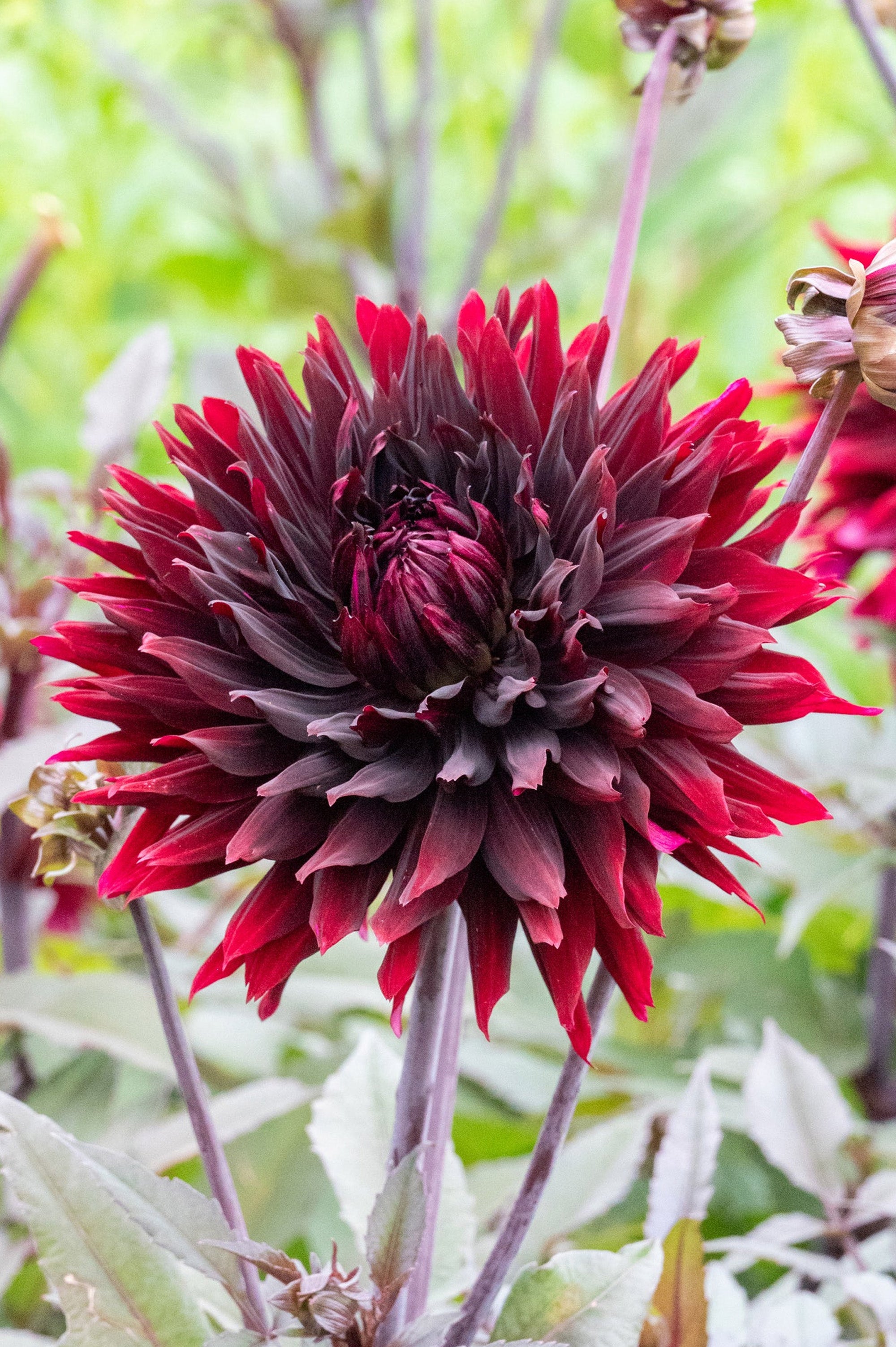 Dahlia Cactus Nuit D'Été