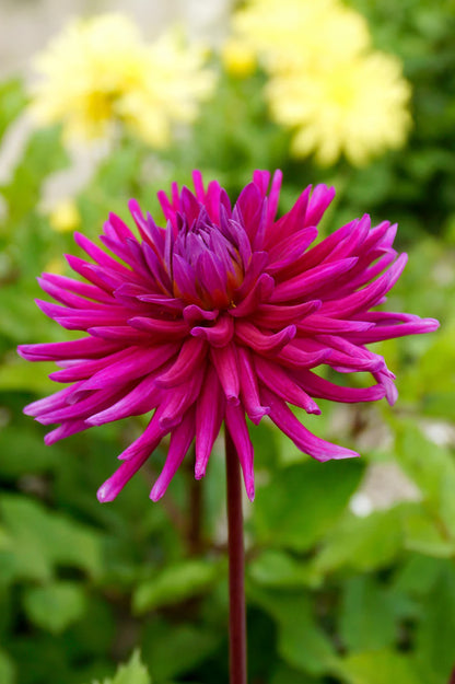 Dahlia Cactus Purple Gem