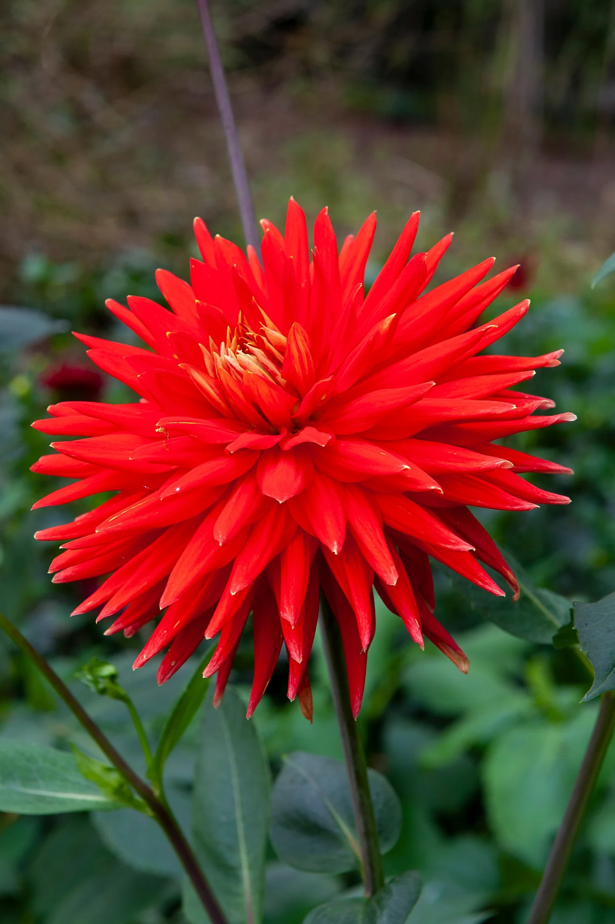 Dahlia Cactus Red Majorette