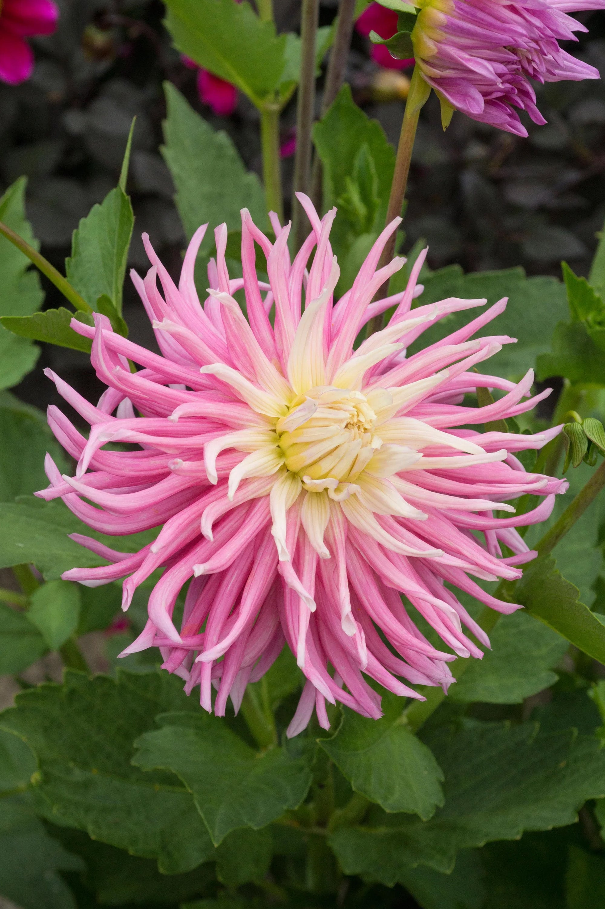 Dahlia Cactus Stars Favourite