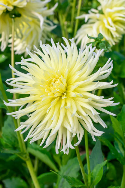 Dahlia Cactus Yellow Star