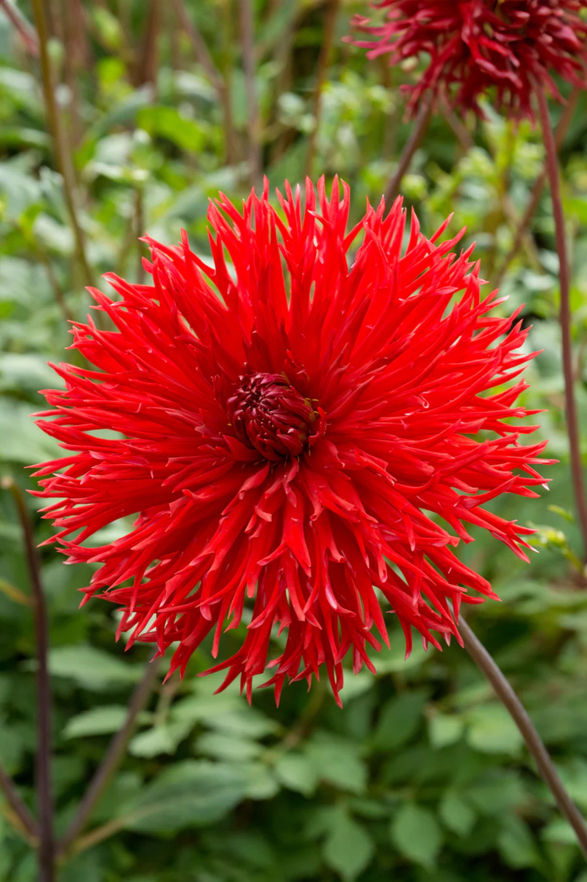 Dahlia Crispa Apache