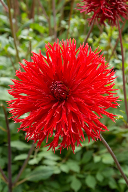 Dahlia Crispa Apache