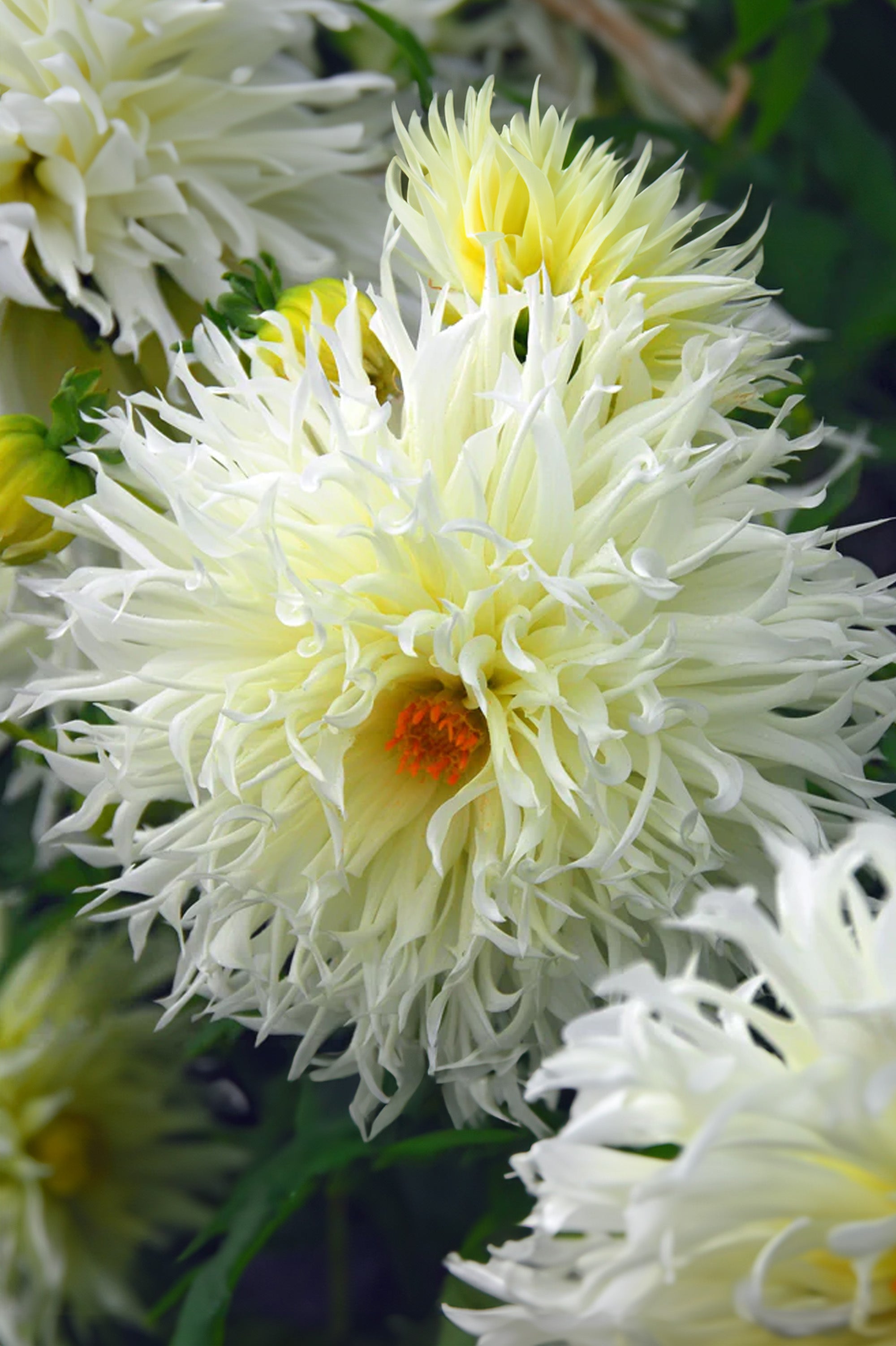 Dahlia Crispa Tsuki Yori No Shisha