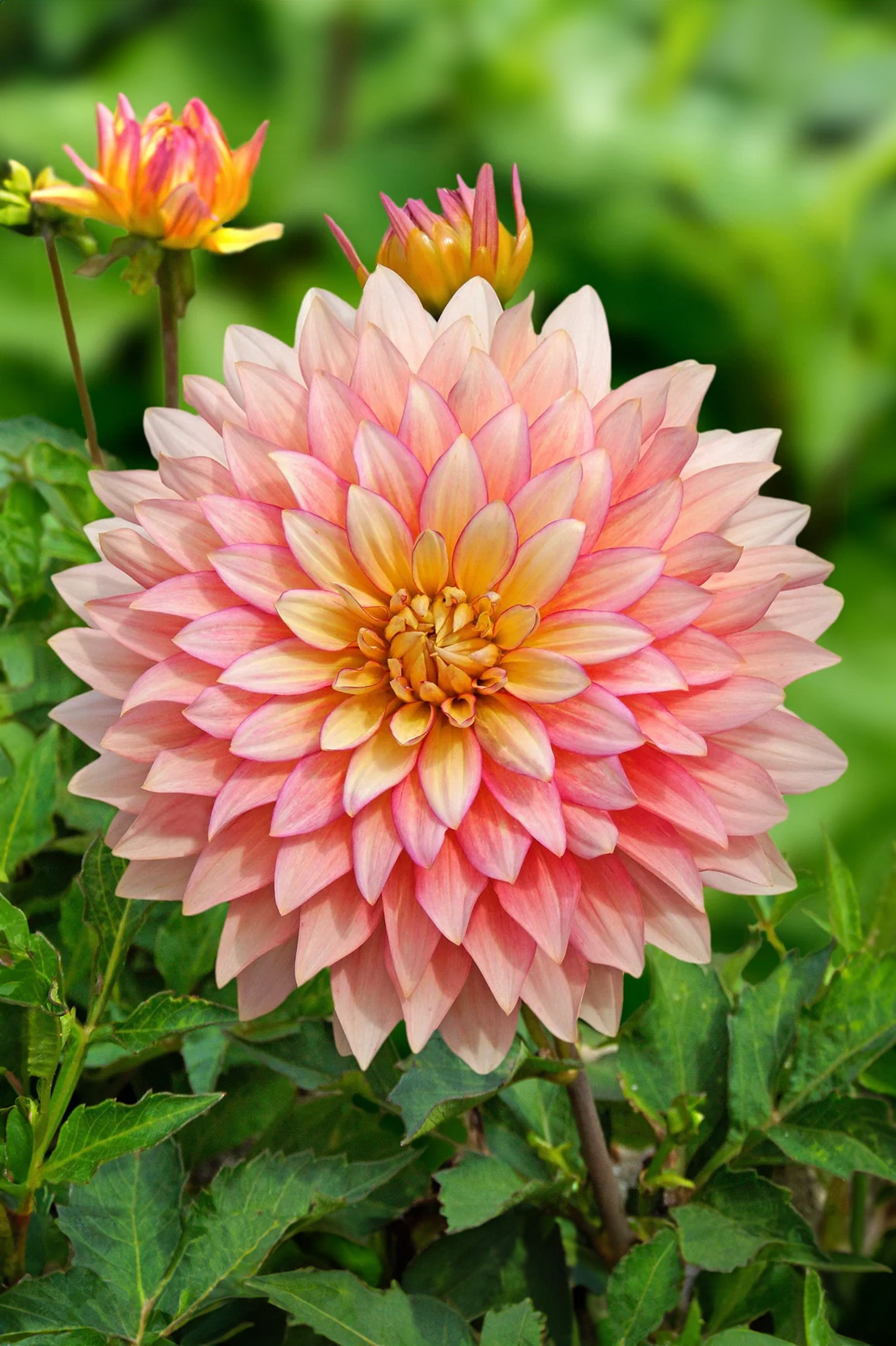 Dahlia Deco Border Extase