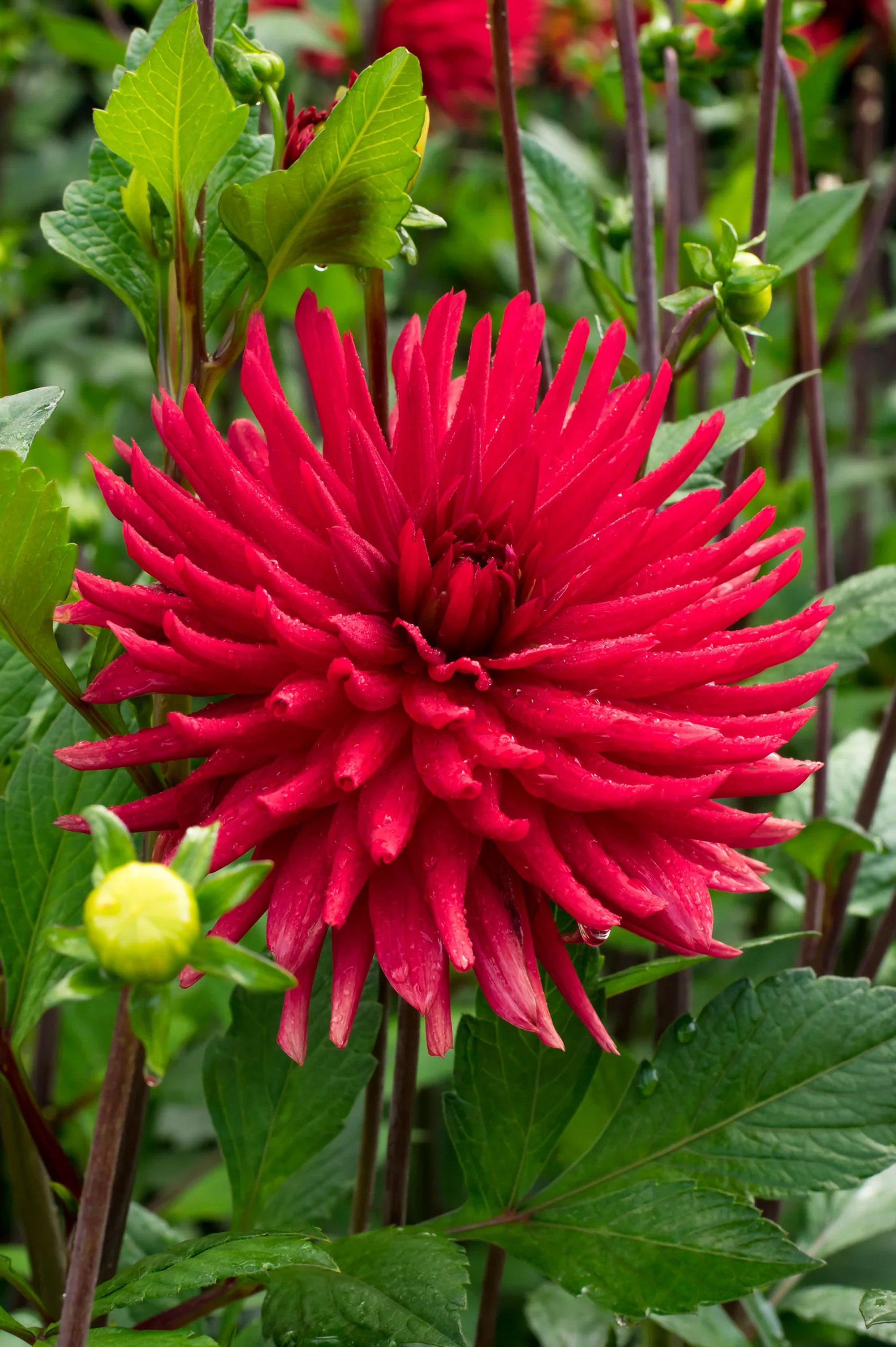 Dahlia Decorative Burning Love (1 Bulb)