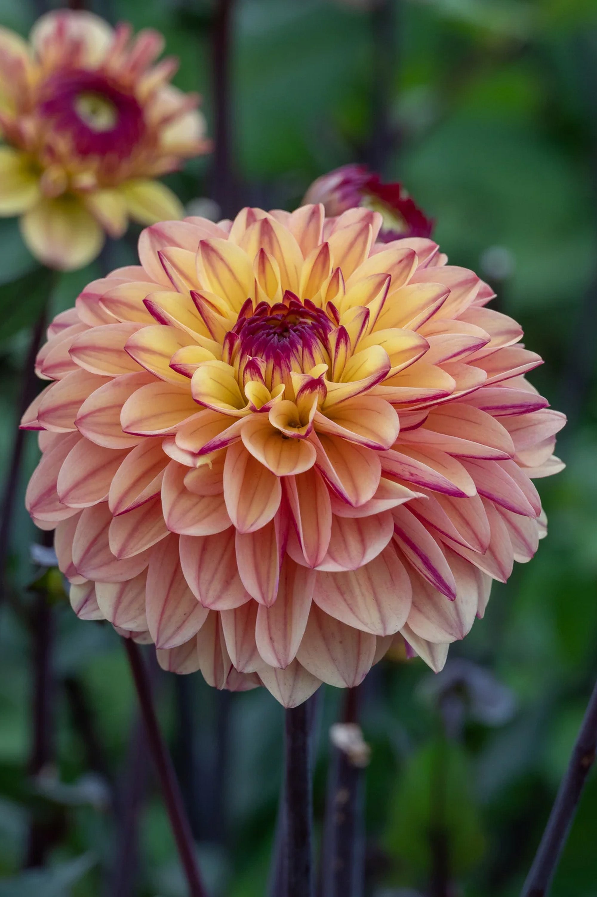 Dahlia Decorative Gelia