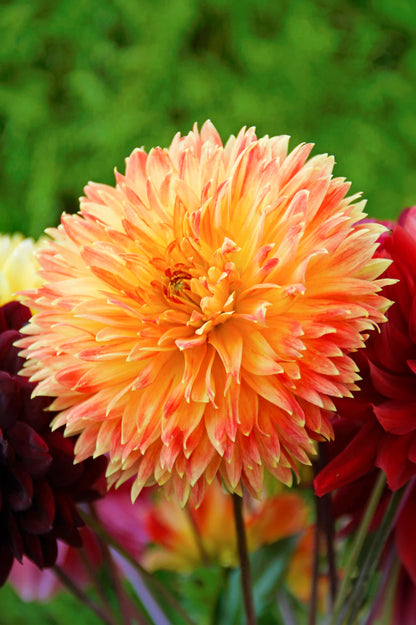 Dahlia Decorative Procyon