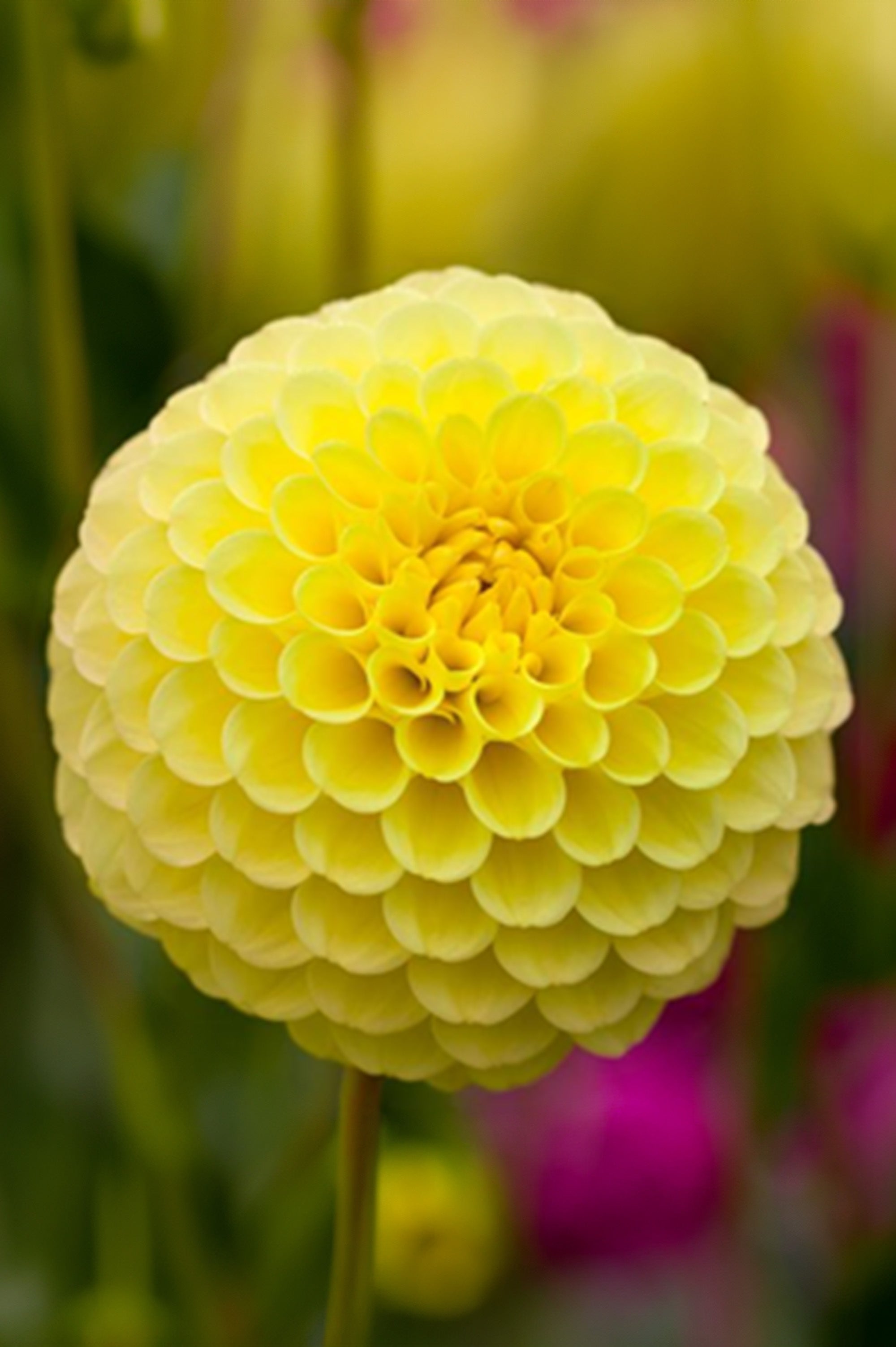 Dahlia Deepest Yellow