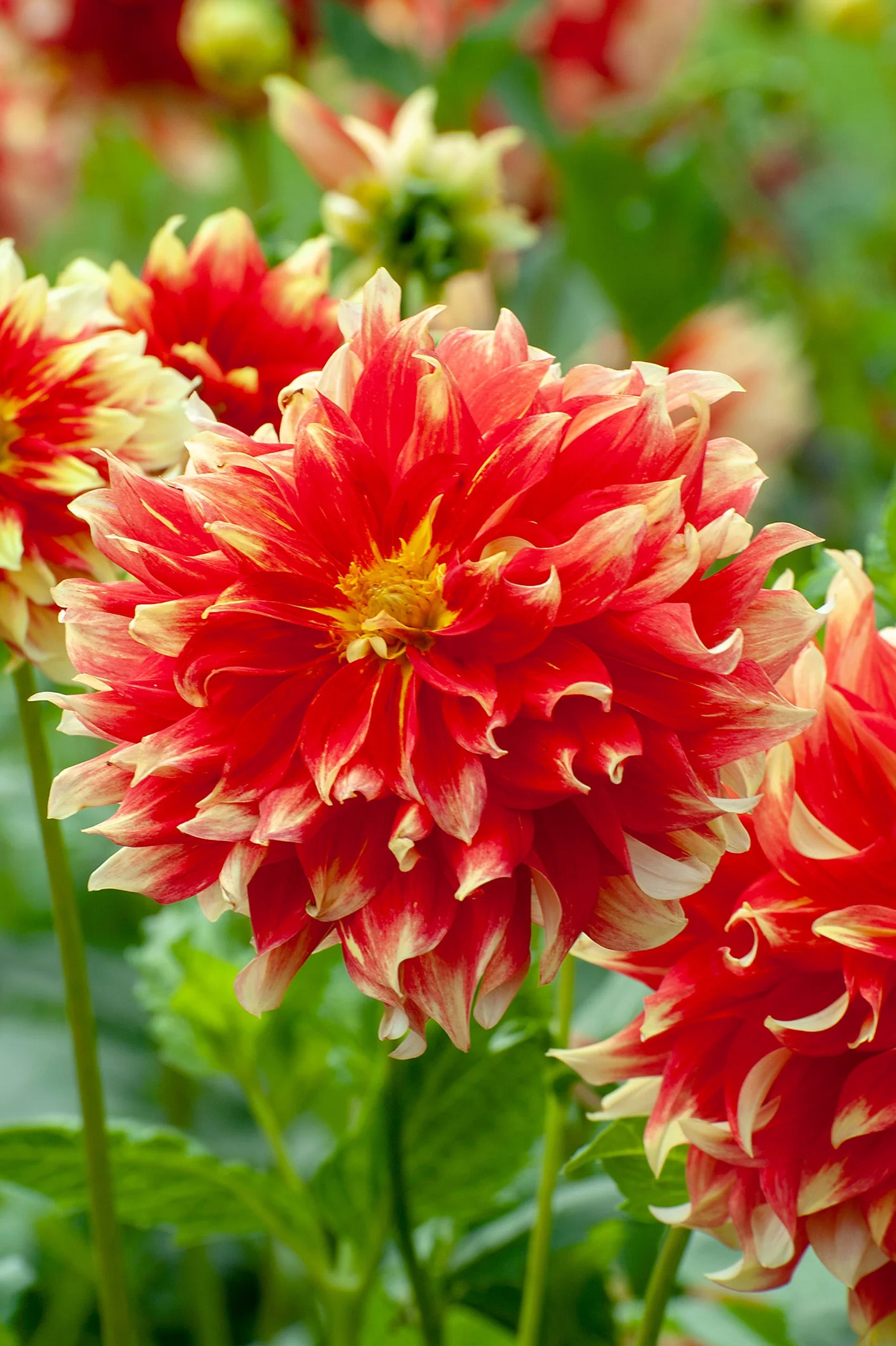 Dahlia Dinnerplate Holland Festival (1 Bulb)