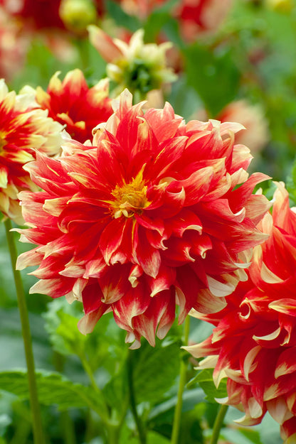 Dahlia Dinnerplate Holland Festival (1 Bulb)