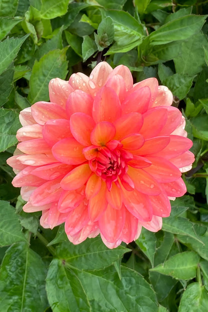 Dahlia Go Go Peach