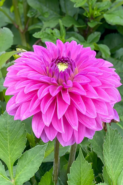Dahlia Go Go Pink