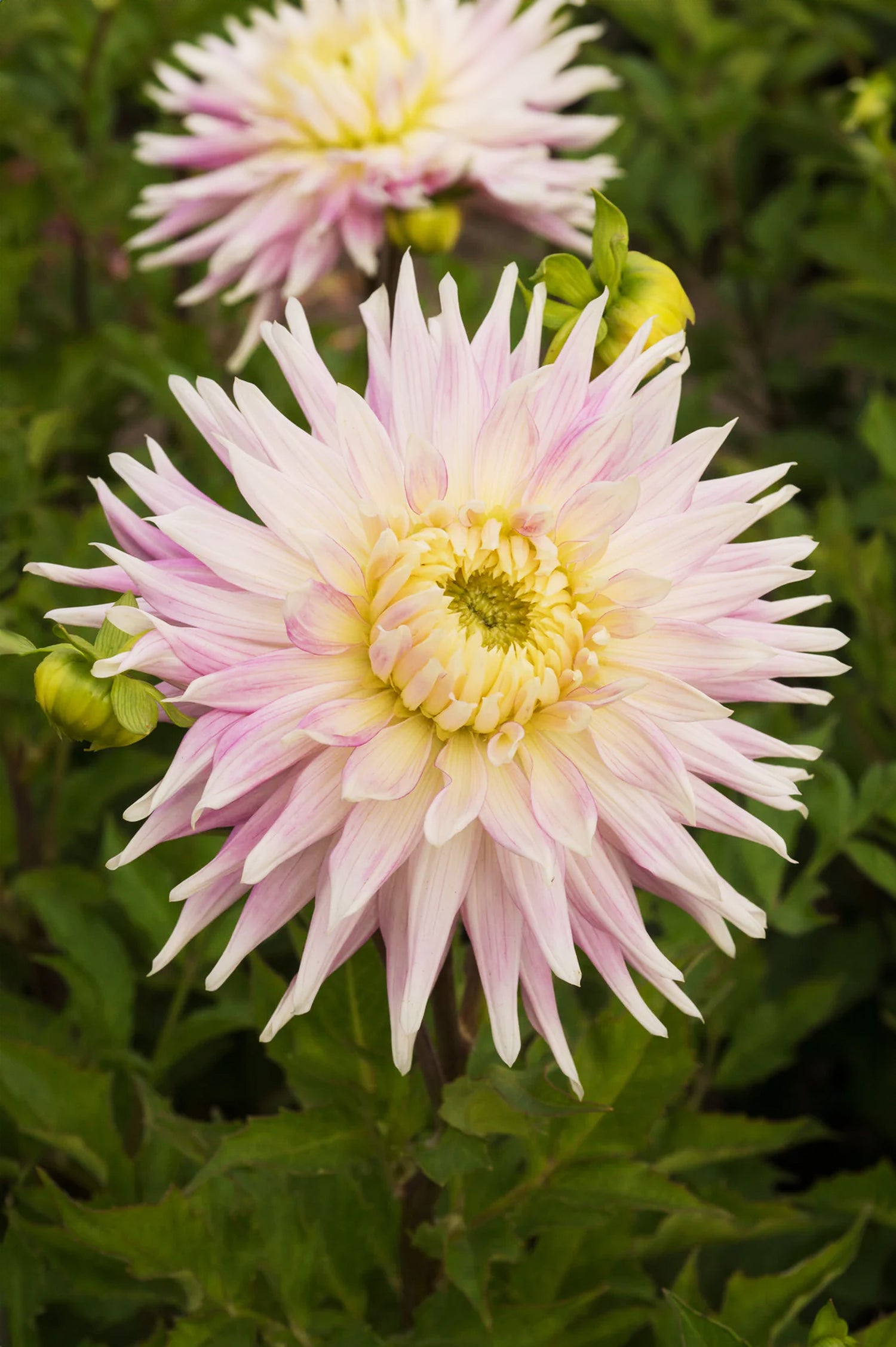 Dahlia Kiev