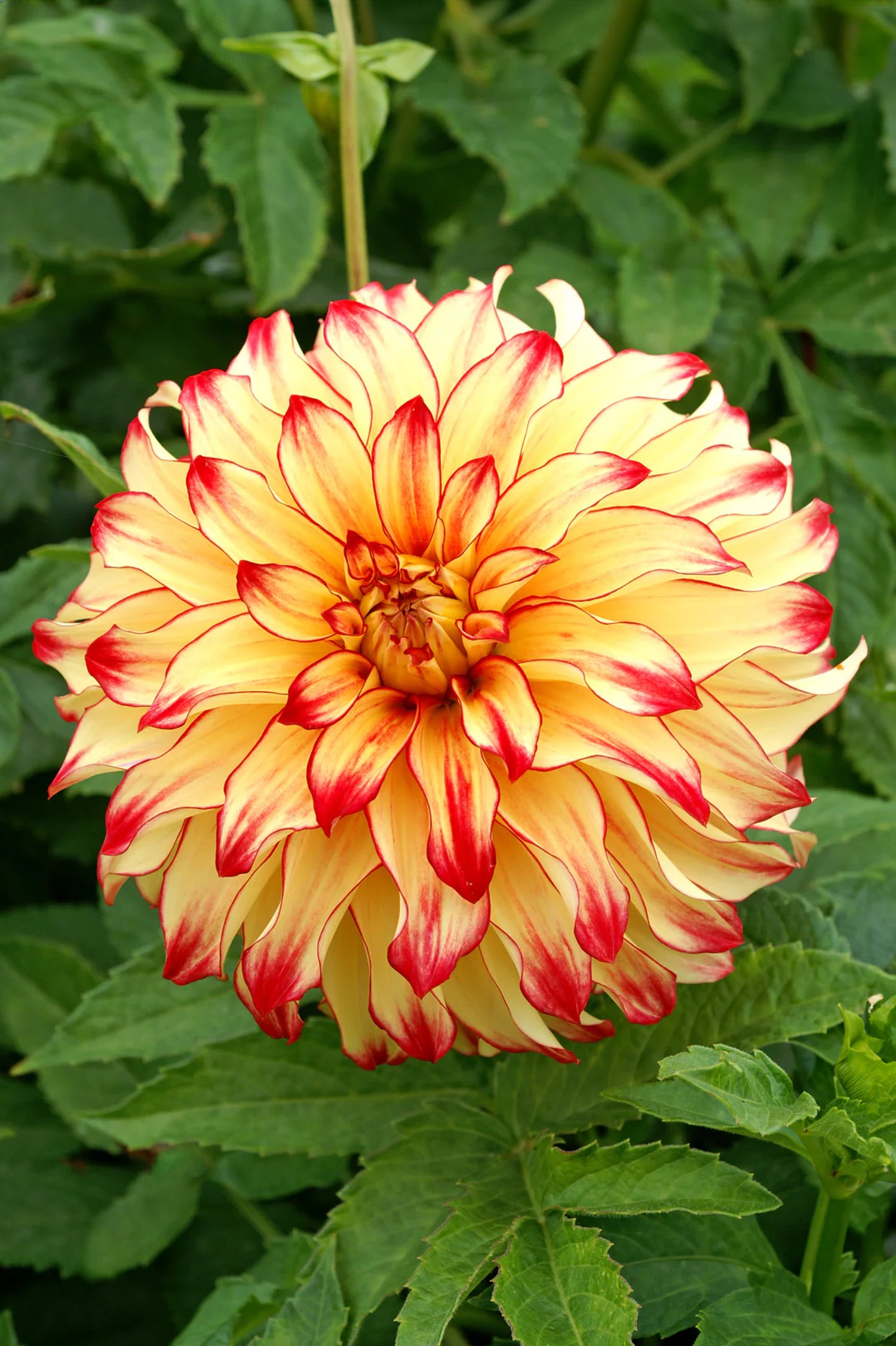 Dahlia Lady Darlene