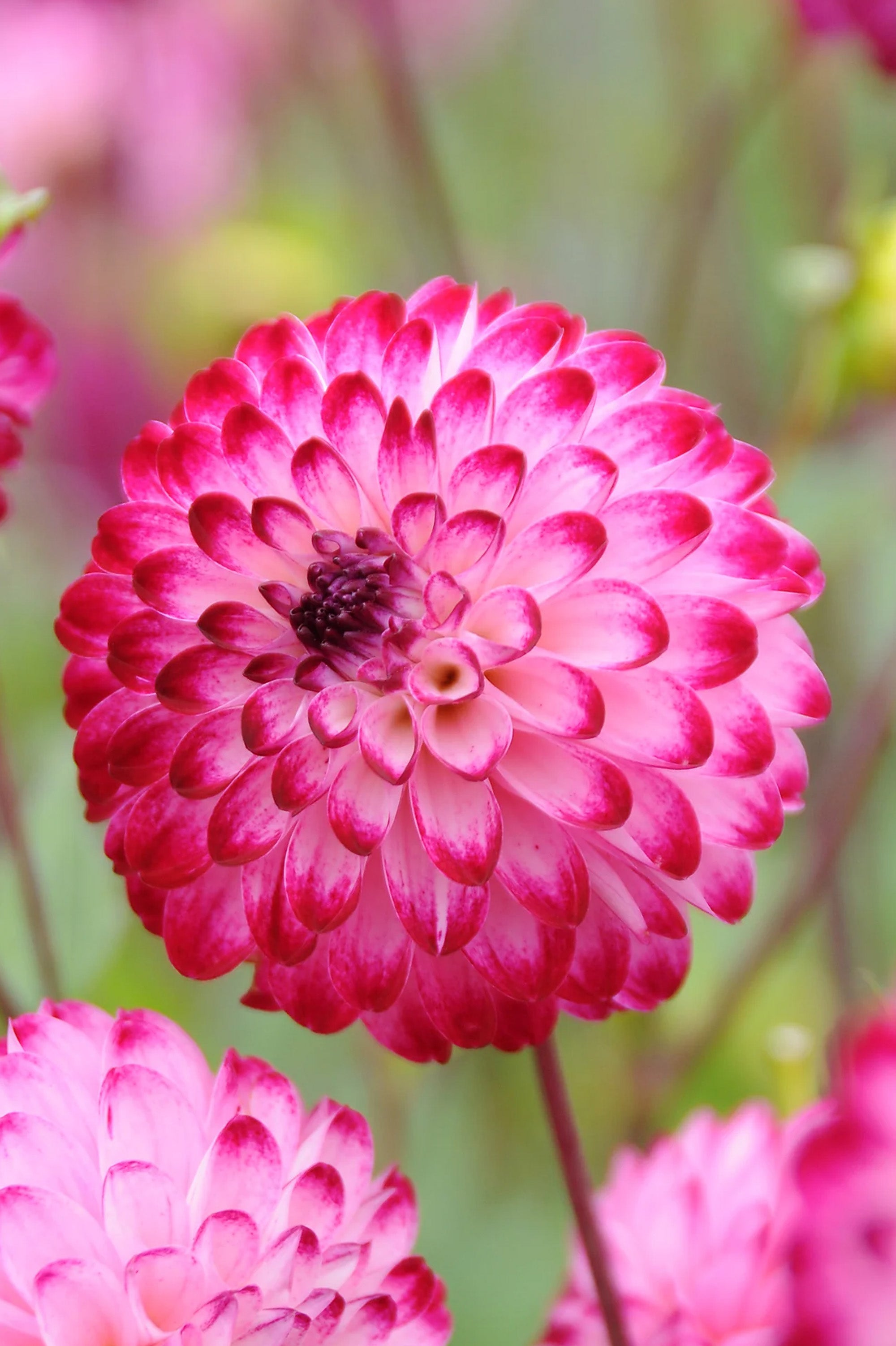 Dahlia Little Robert