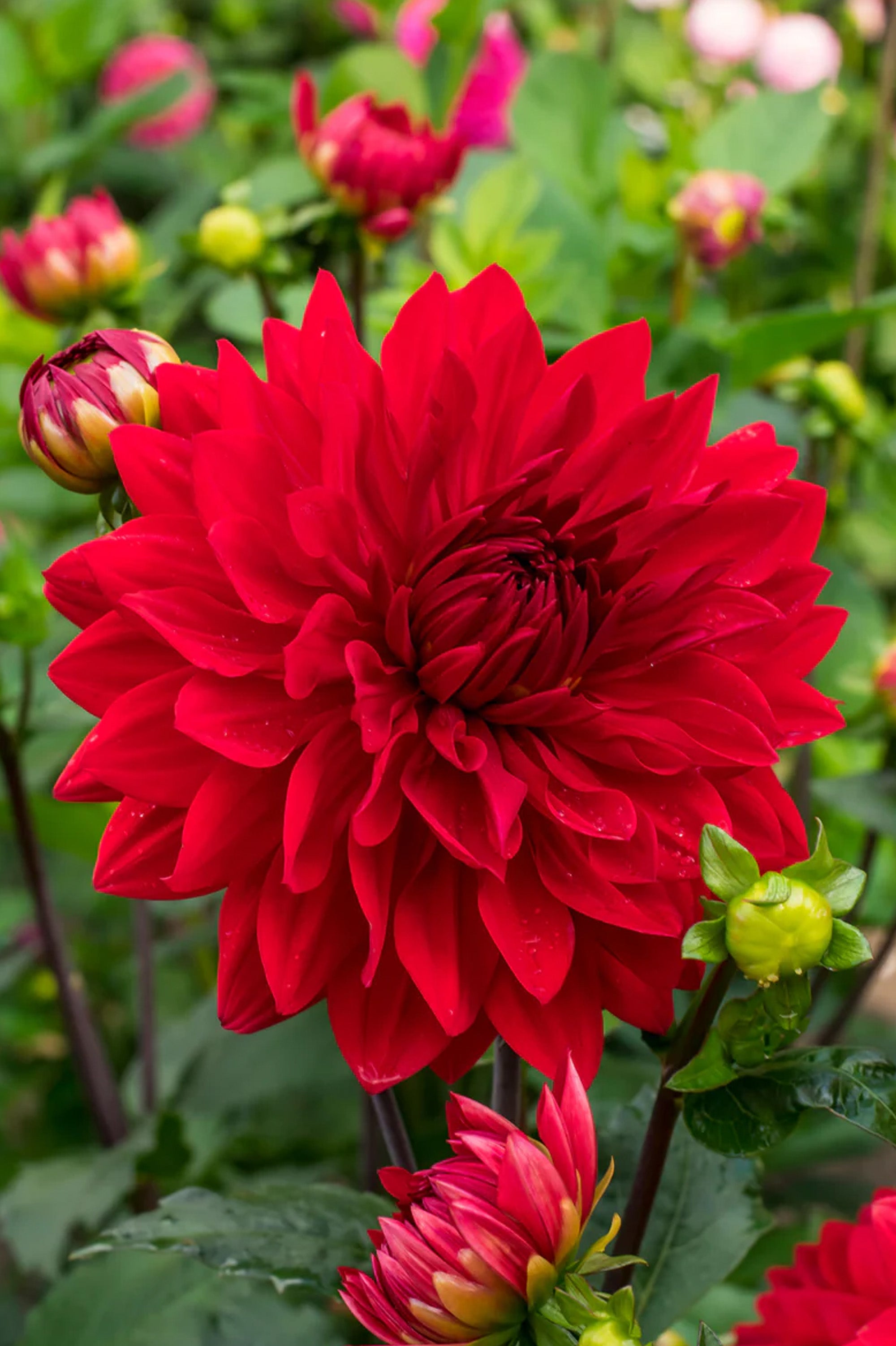 Dahlia Park Garden Wonder