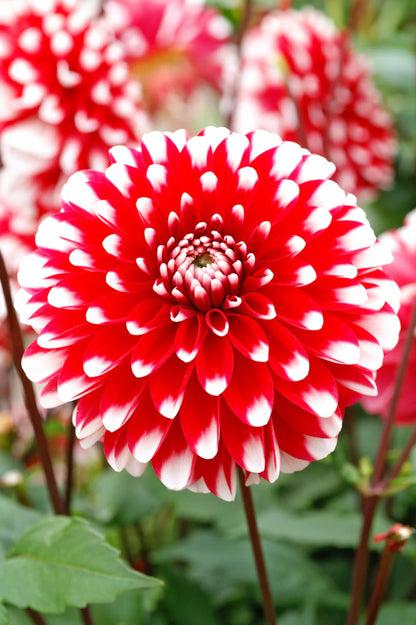 Dahlia Park Little Tiger