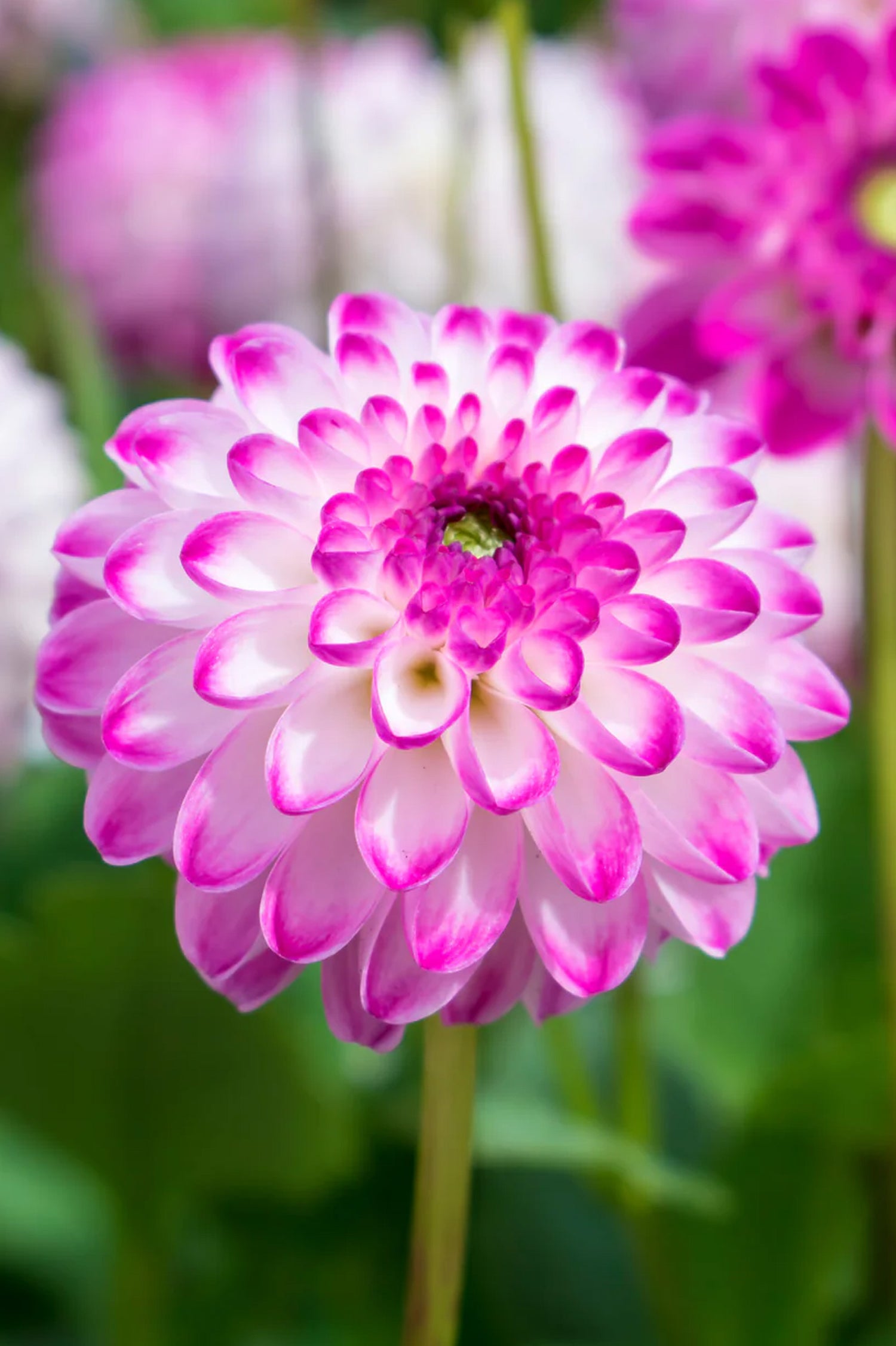 Dahlia Pink Isa