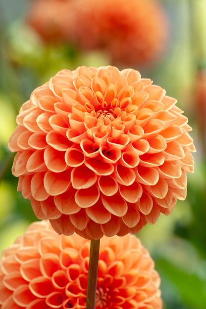 Dahlia Pompon Bantling