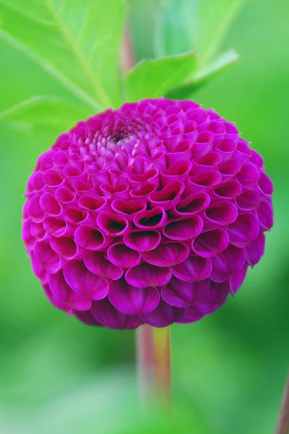Dahlia Pompon Rocco (1 Bulb)