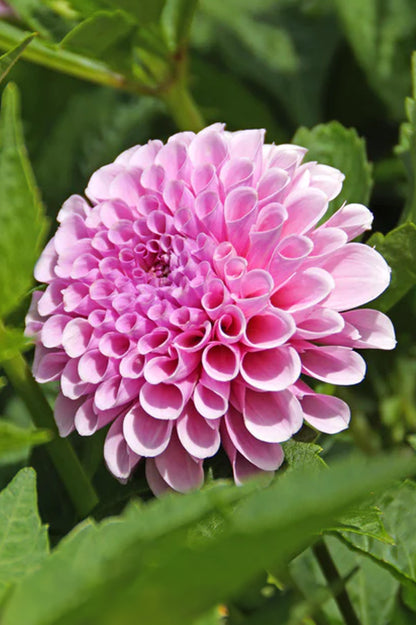 Dahlia Pompon Stolze Von Berlin