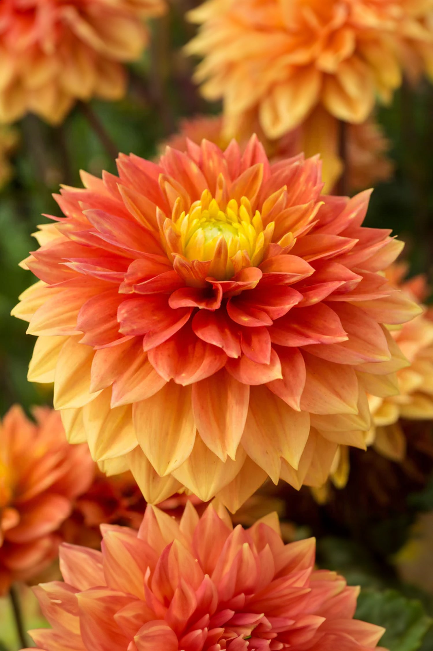 Dahlia Tropical Sunset