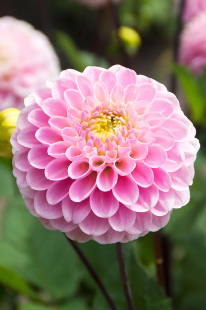 Dahlia Wizard Of Oz (1 Bulb)