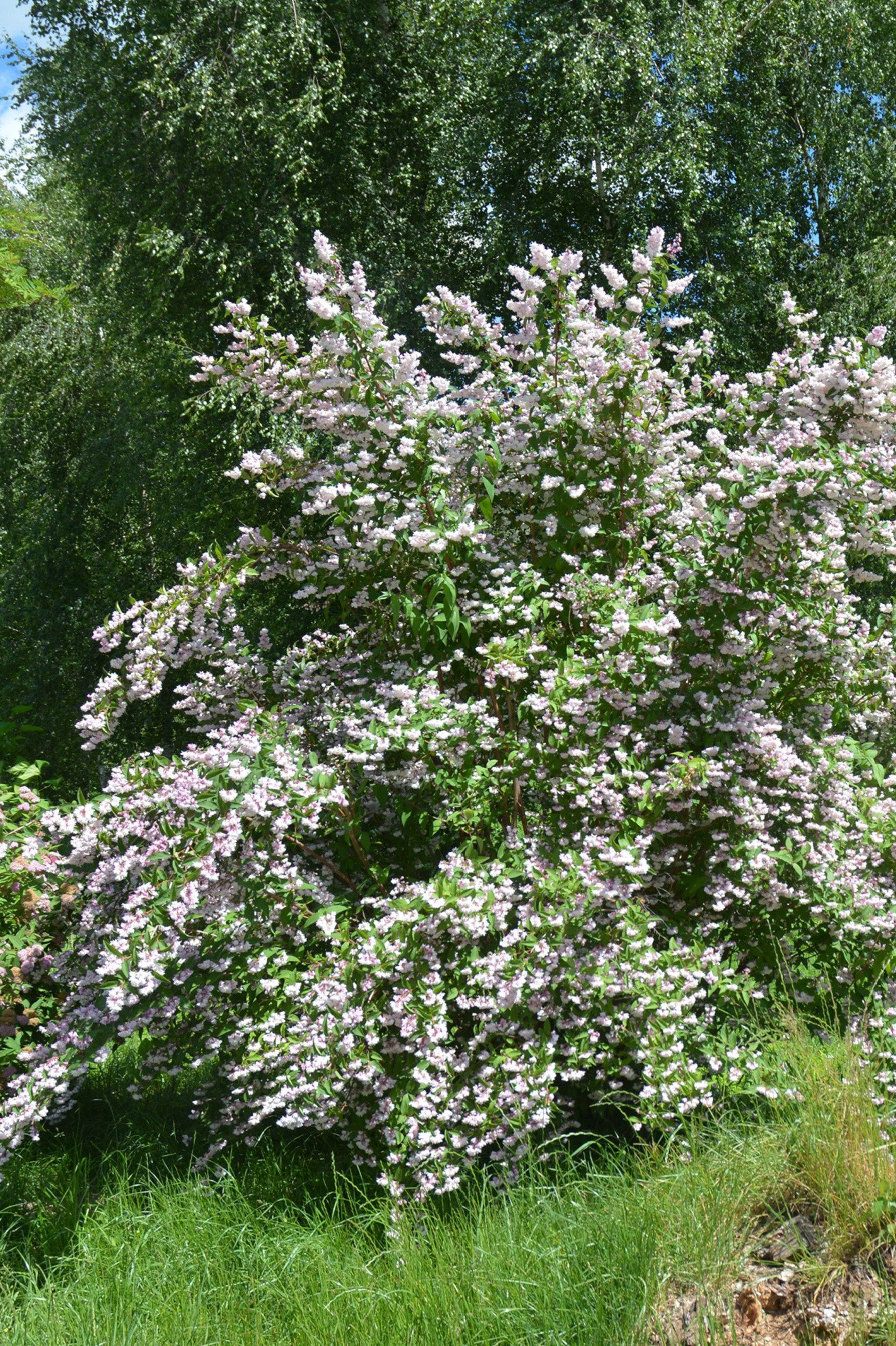Deutzia - Spring planting bare root shrub by Jamieson Brothers