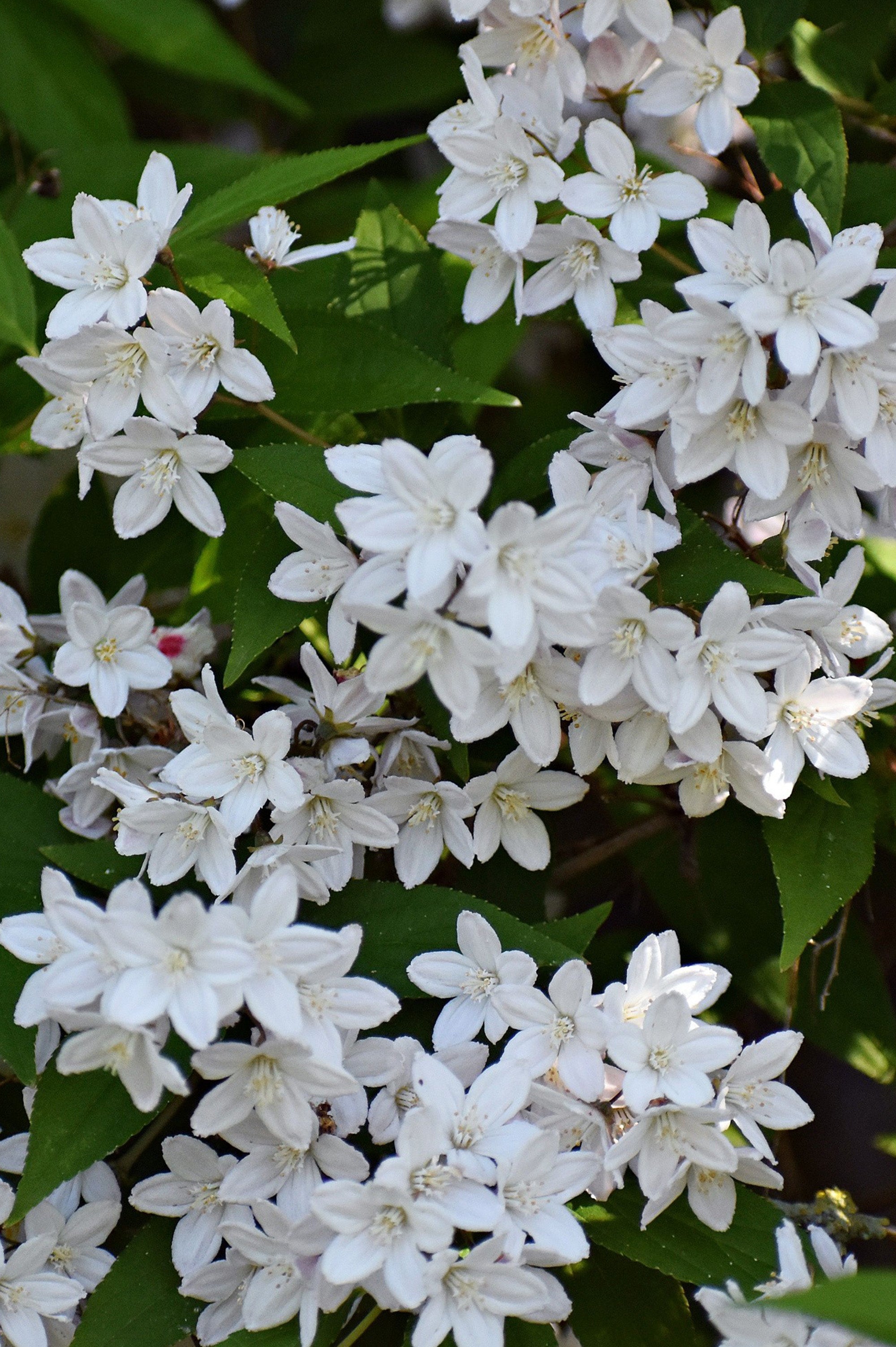 Deutzia - Spring planting bare root shrub by Jamieson Brothers