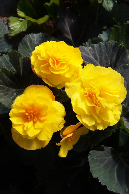 Begonia Double Yellow