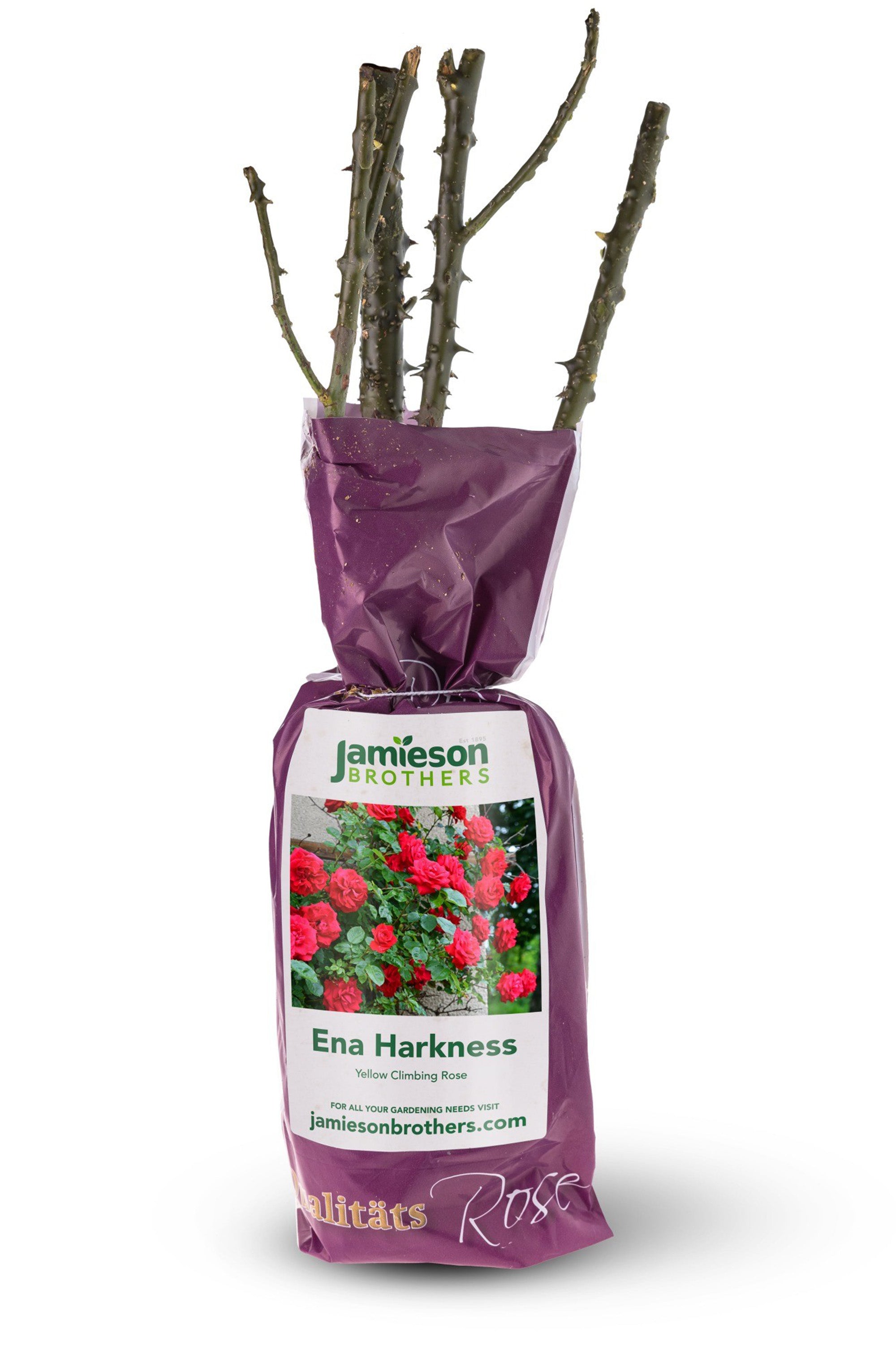 Climbing Rose - Ena Harkness, bare rootball by Jamieson Brothers