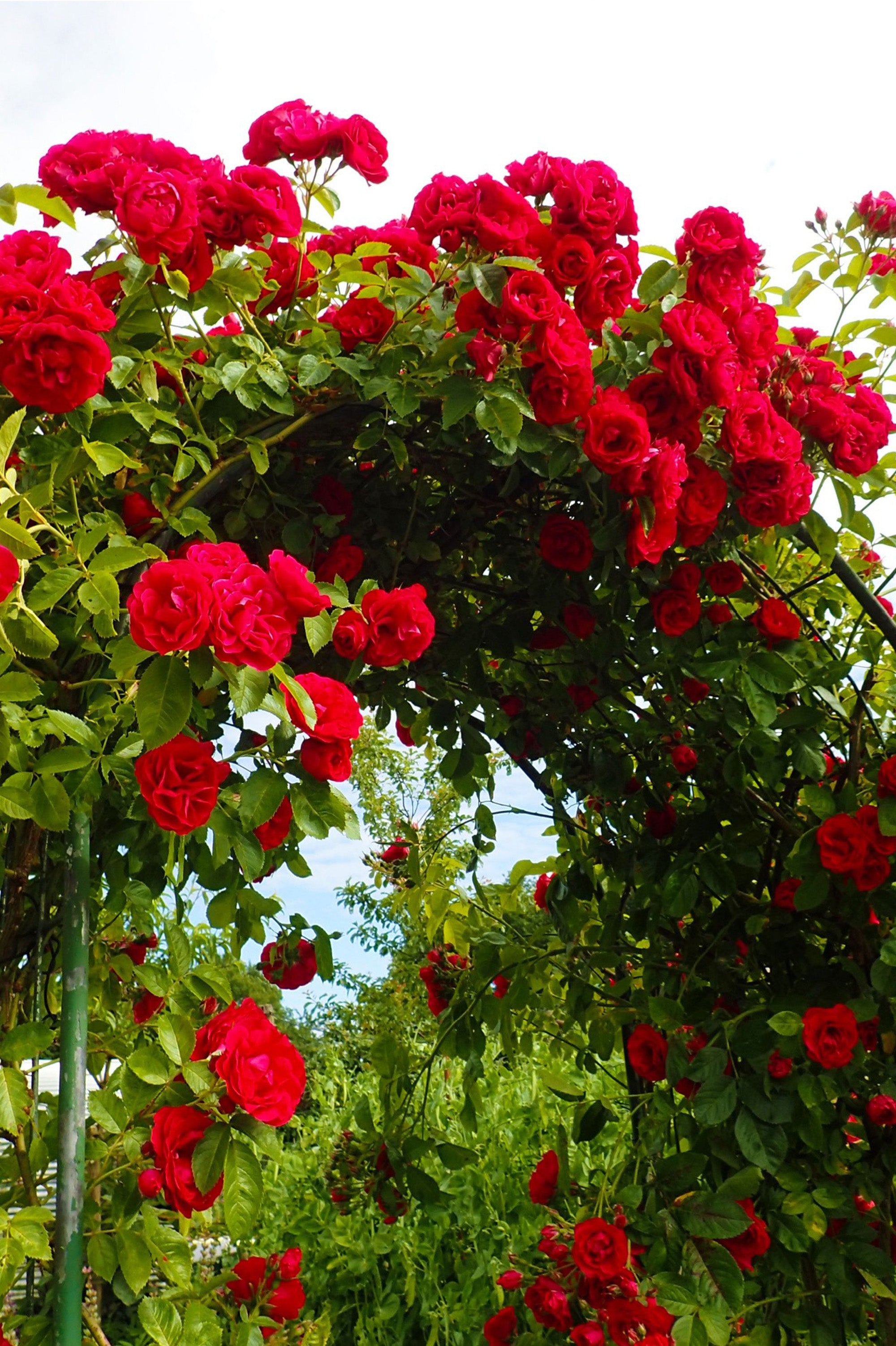 Climbing Rose - Ena Harkness, bare rootball by Jamieson Brothers