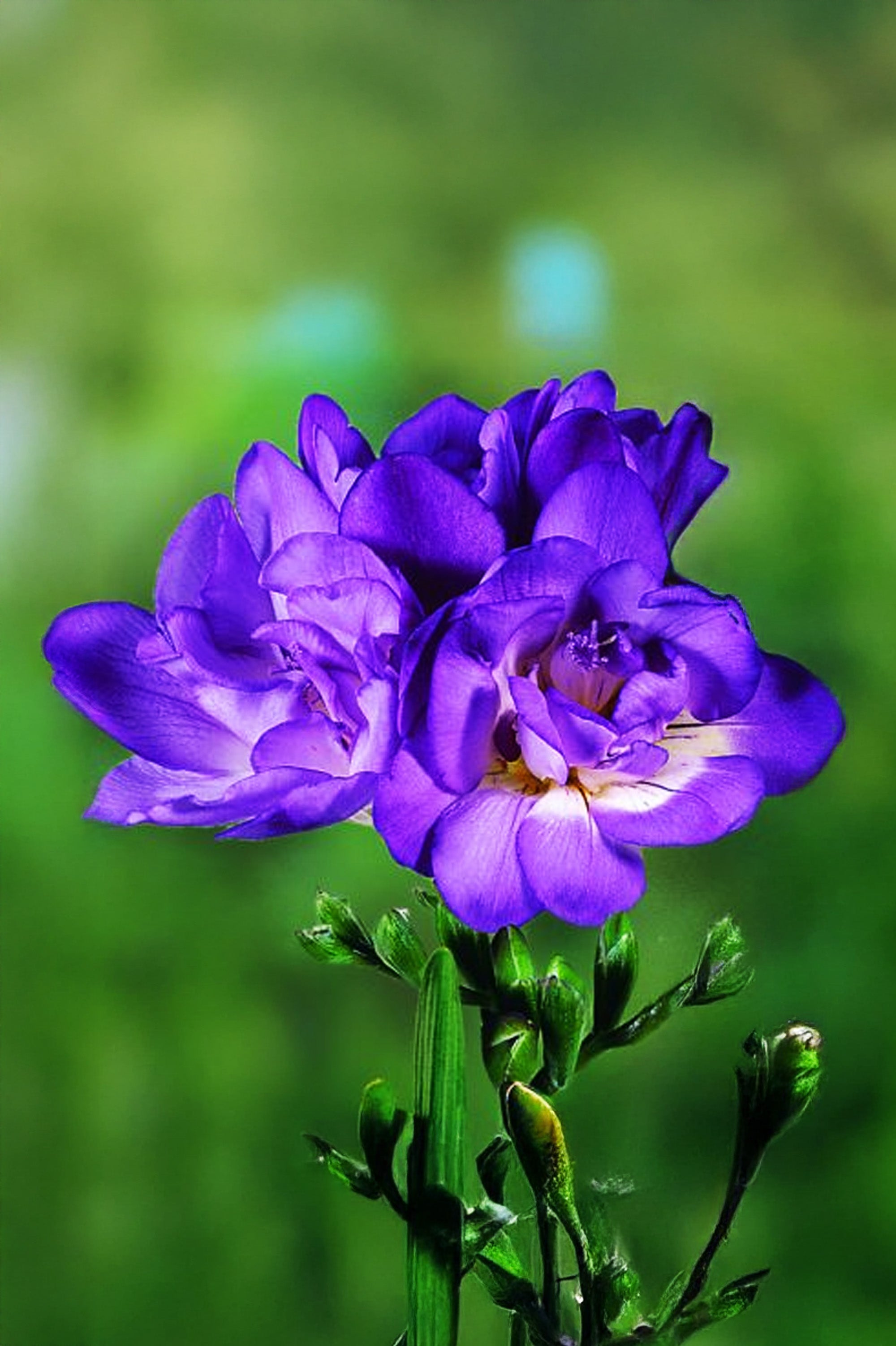 Freesia Double Blue