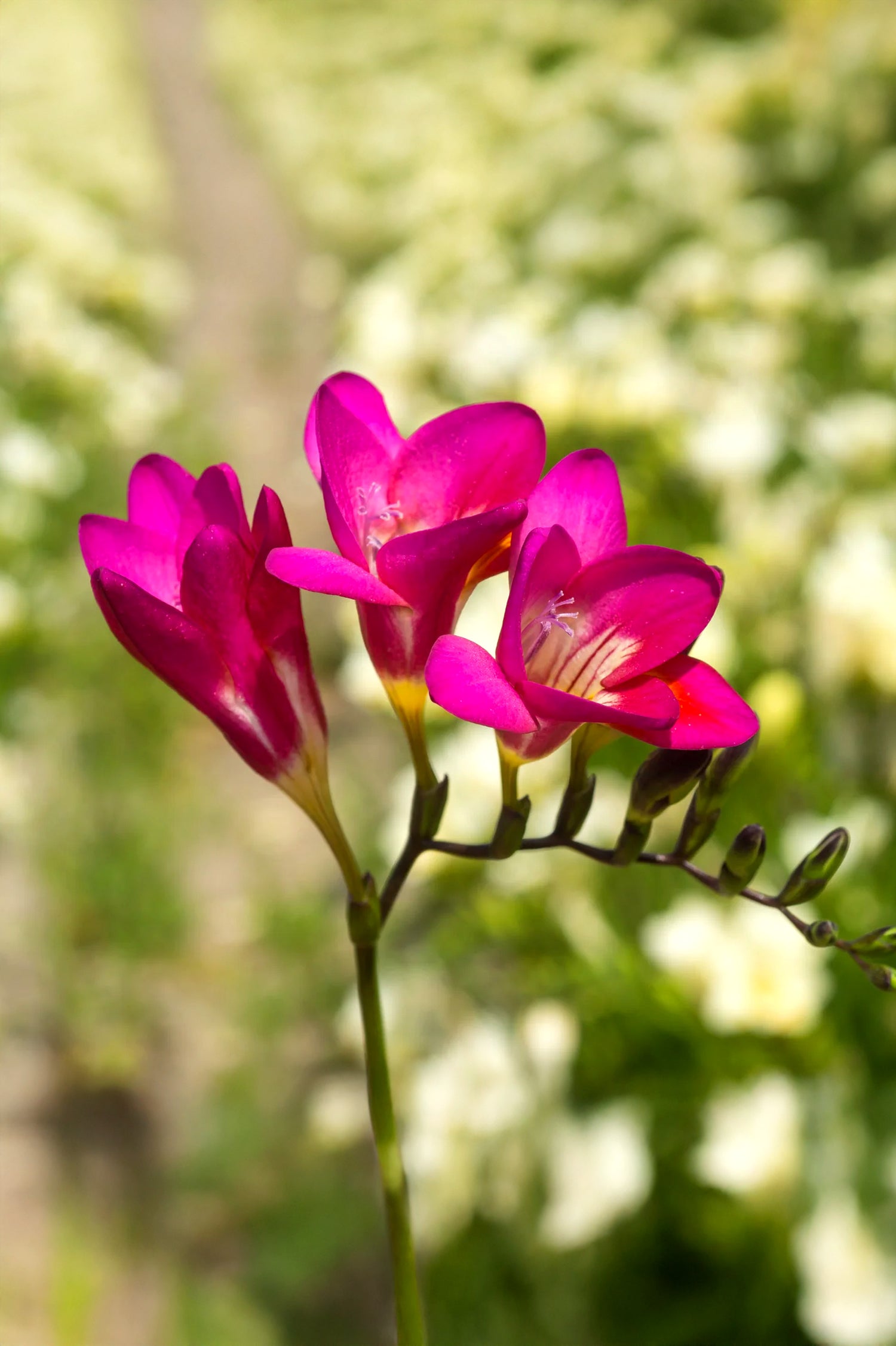 Freesia Double Pink