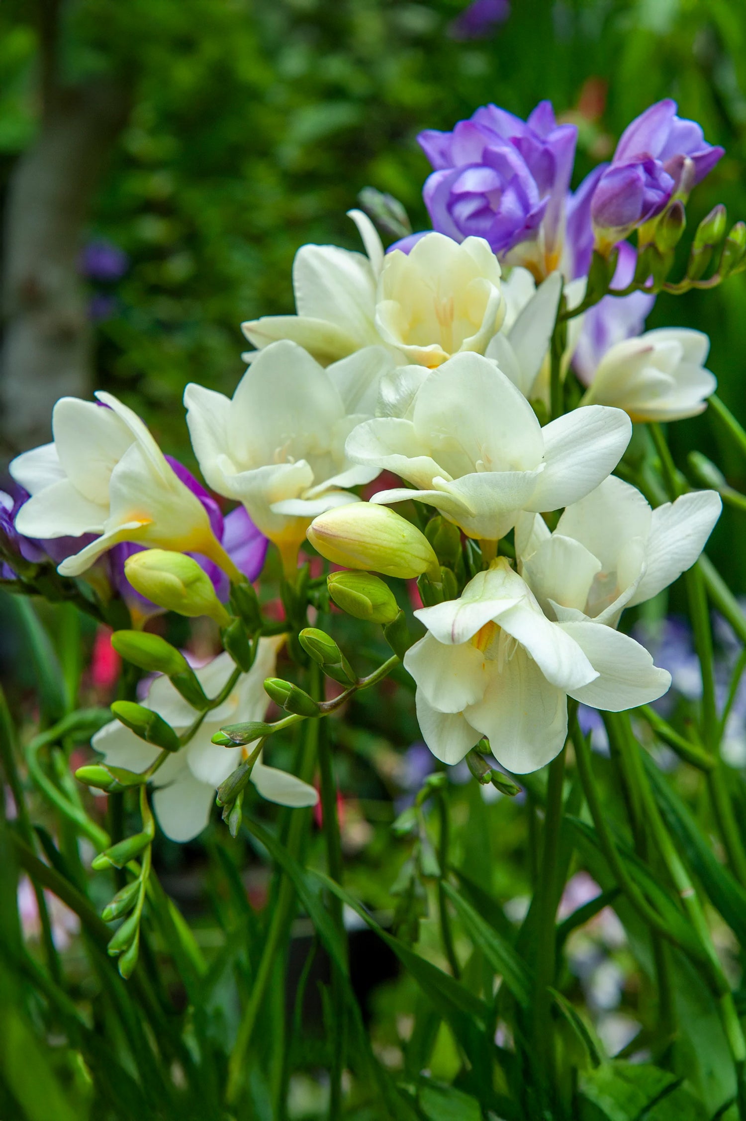 Freesia Single Mix