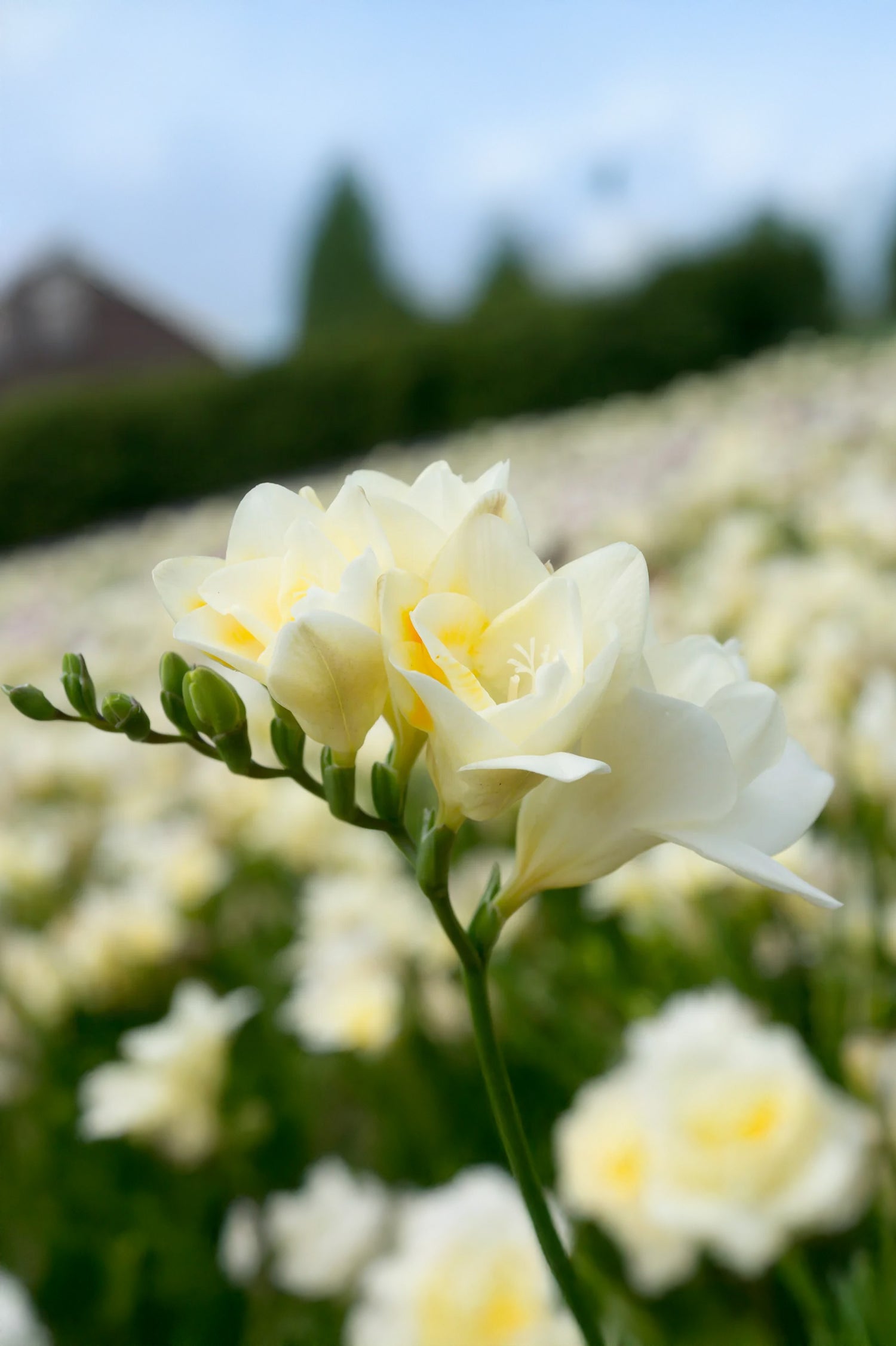 Freesia Double White