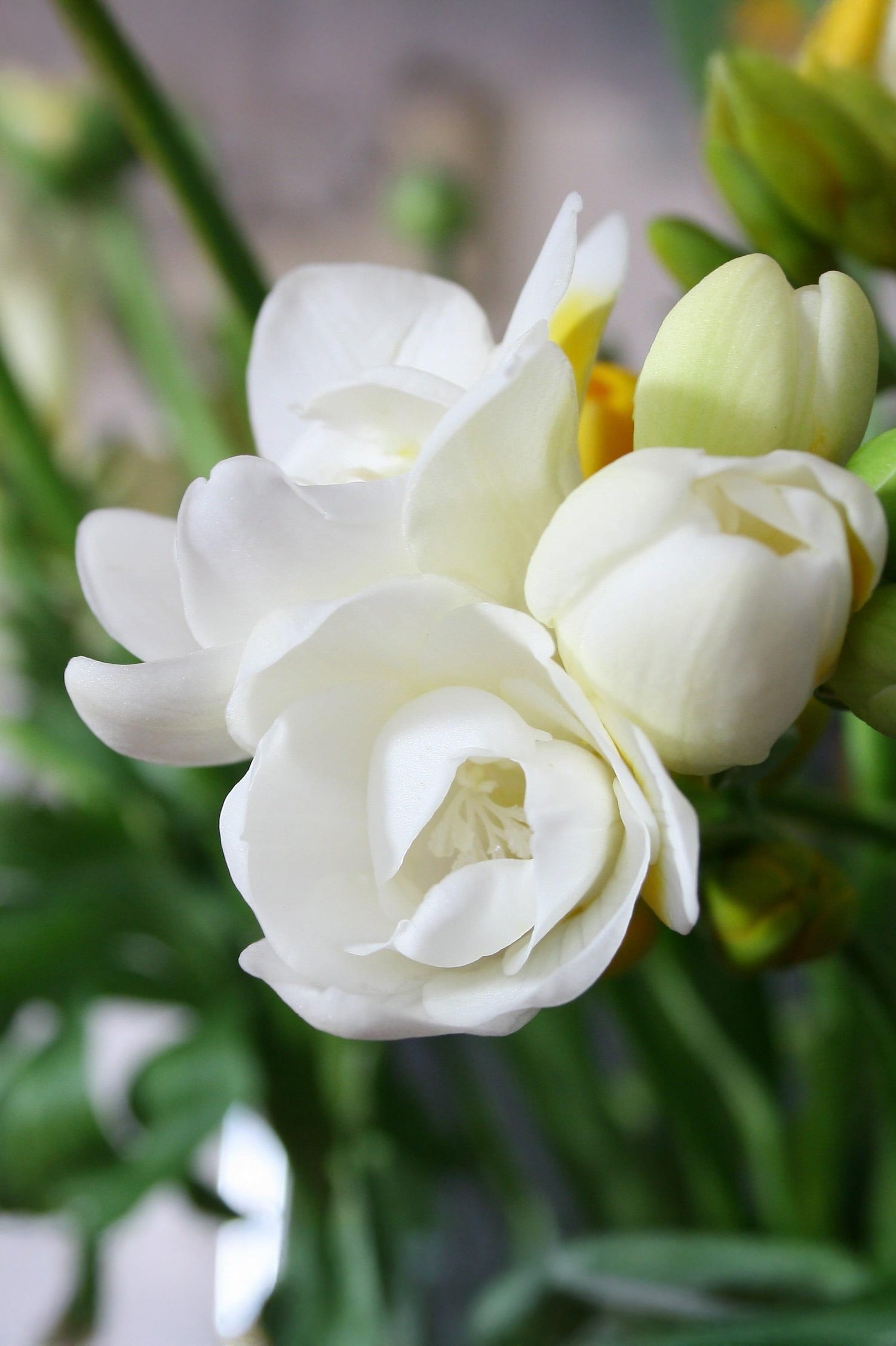 Freesia Double White