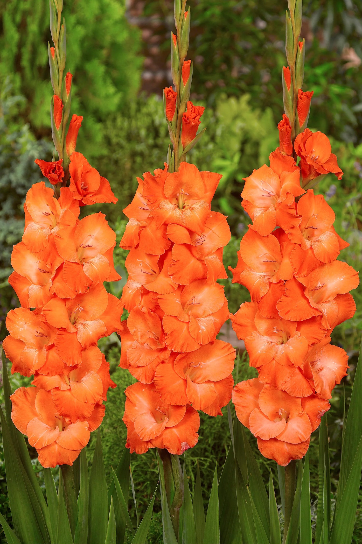 Gladiolus Botswana