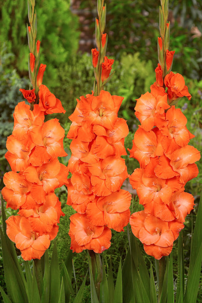 Gladiolus Botswana