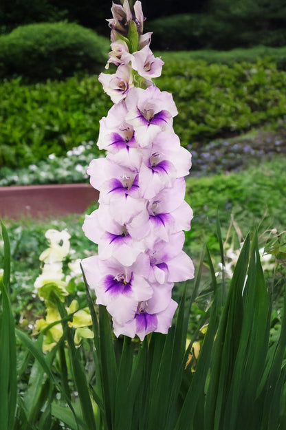 Gladiolus Desoto