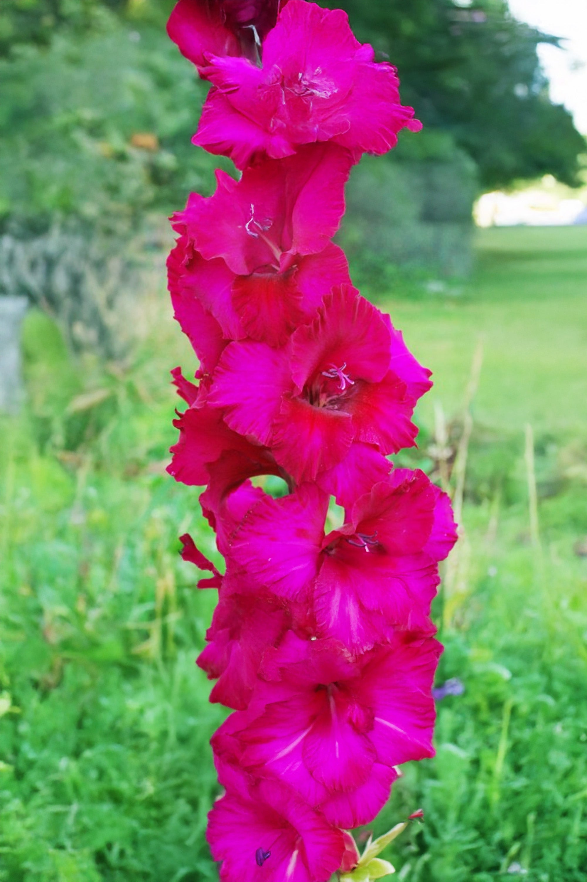 Gladiolus Fidelio
