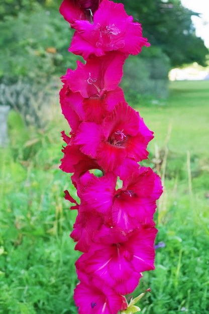Gladiolus Fidelio