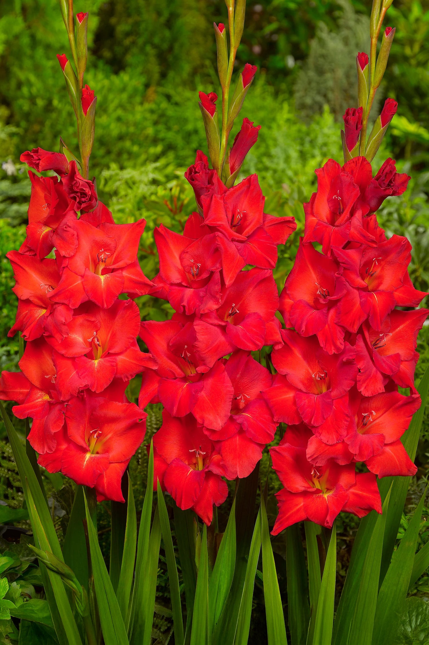 Gladiolus Victor Borge