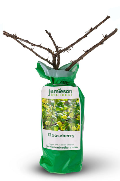 Gooseberry - Spring planting bare root fruit bush/shrub by Jamieson Brothers