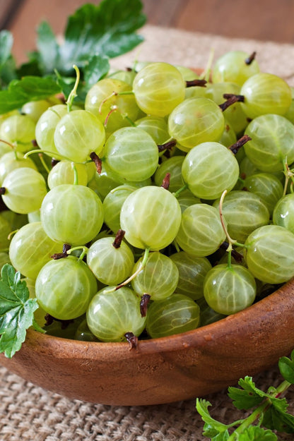 Gooseberry - Spring planting bare root fruit bush/shrub by Jamieson Brothers